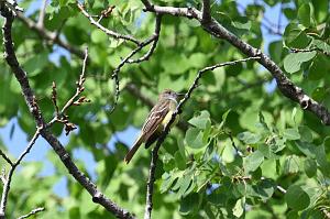 042 Flycatcher, Great Crested, 2023-05212086 Broad Meadow Brook, MA